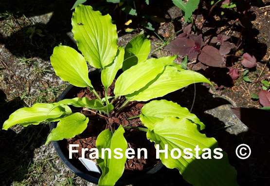 Hosta Chris' Yellow Ruffles